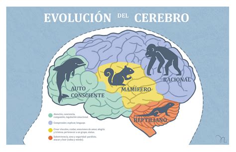 Evolución del Cerebro on Behance