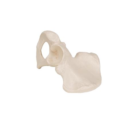 Hip Bone