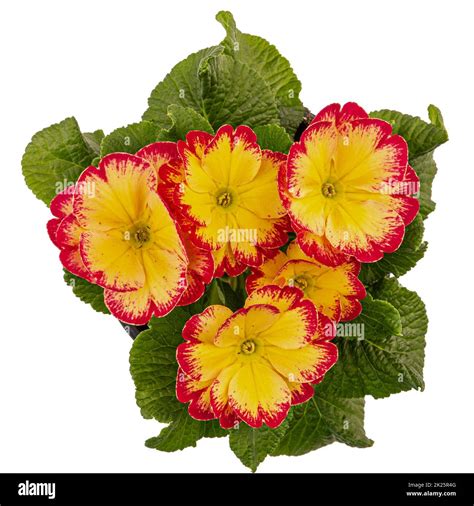 Bicolor Red Yellow Primroses Flower Stock Photo Alamy