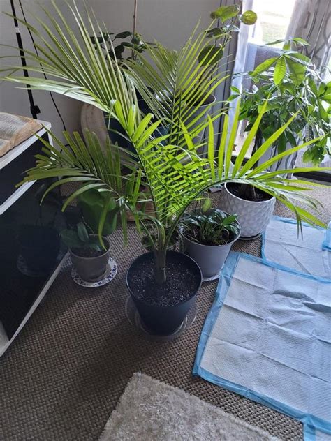 Majesty Palm Trees For Sale