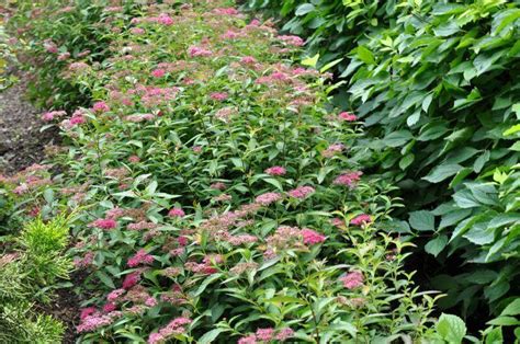 Спирея японская "Дартс Ред" (Spiraea japonica Darts Red) - Лиственные ...