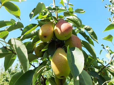 Pear Pears Garden Free Photo On Pixabay Pixabay