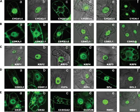 Interphase Subcellular Localization Of Selected GFP Tagged Proteins