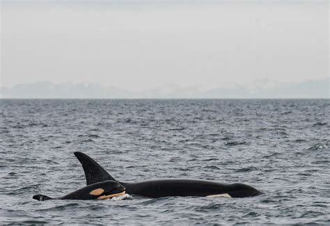 KUOW - And baby makes 75: newborn orca boosts endangered whale population