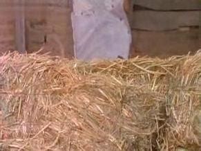 EL CHARRO CHANO NUDE SCENES AZNude