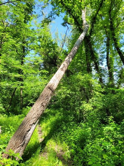 Woodpecker Tree Nature Trail Tree Hiking Trails