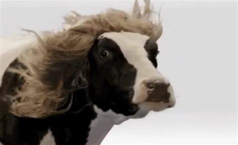 Things I Learned From Reading The Naked Swiss