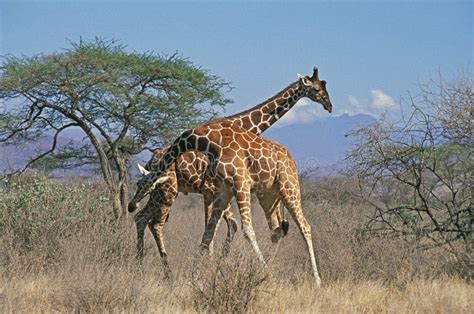 girafe reticulee giraffa camelopardalis reticulata stock photo image  mammal giraffidae