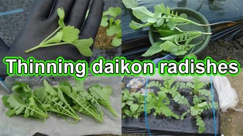 Grow Daikon Radish Thinning Daikon Radishes Daikon Radish Plant Care Vegetable Gardening For