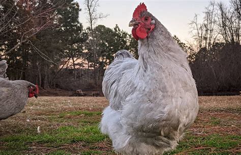 Lavender Orpington - Breeding Chart & Complete Guide | Chicken Fans