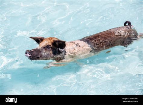 Pig Swimming In Sea On Pig Beach Exuma Bahamas Caribbean Stock Photo