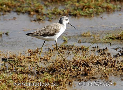 Marsh Sandpiper Photos Marsh Sandpiper Images Nature Wildlife