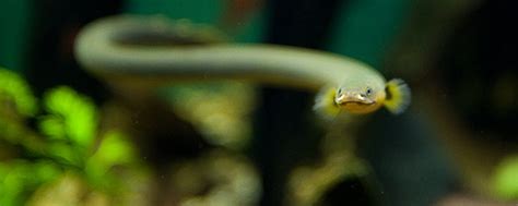 13 Freshwater Aquarium Eels That Can be Kept as Pets | AquAnswers