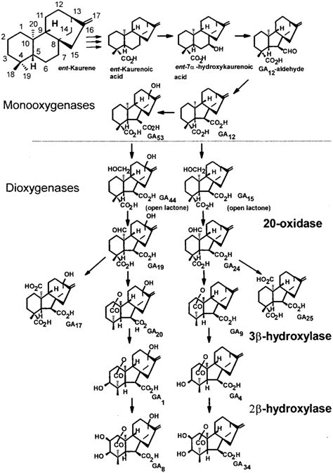 Gibberellin Biosynthetic Pathways From Ent Kaurene Download