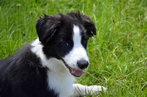 Border Collie El Perro Más Inteligente Del Mundo Don Peludo