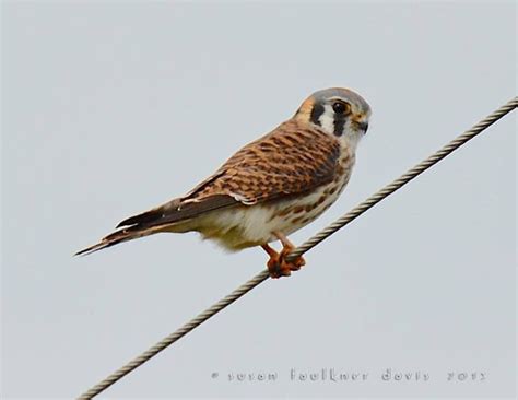 American Kestrel, Central Florida, by Susan Faulkner Davis | American ...