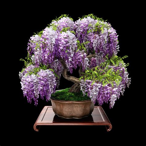 3D Wisteria Bonsai Tree Model