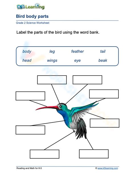 Bird Body Parts Worksheet