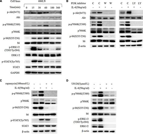 p70S6K promotes IL-6-induced epithelial-mesenchymal transition and ...