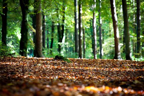 The Forest Floor Sweetpeet Best Mulch On Earth