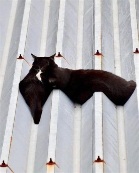 Two Cats On A Hot Tin Roof Scrolller
