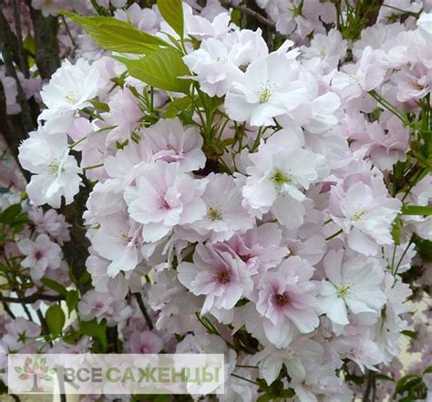 Цена на Сакура Аманогава (Amanogawa) - купить саженцы
