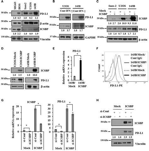 Frontiers Icsbp Induced Pd L1 Enhances Osteosarcoma Cell Growth