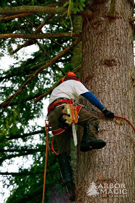 Tree Work 10 Arbor Magic