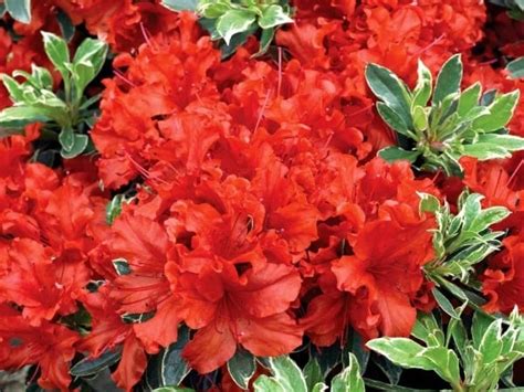 Azalia japońska HOT SHOT VARIEGATA Obrzeżony liść 13472156750