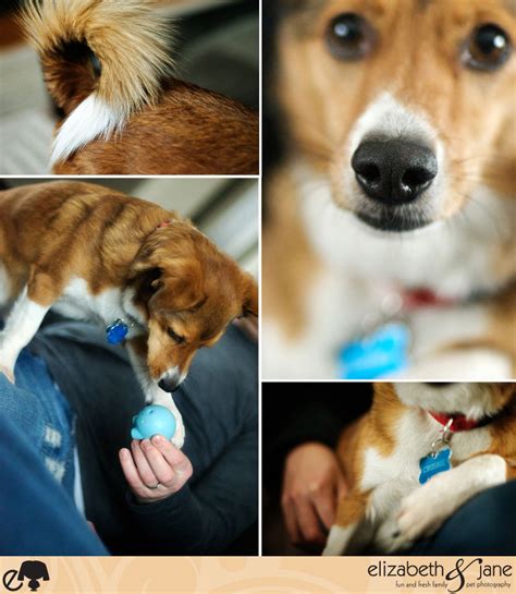Crosbie and His Humans · Ottawa Dog Photography · elizabeth&jane ...