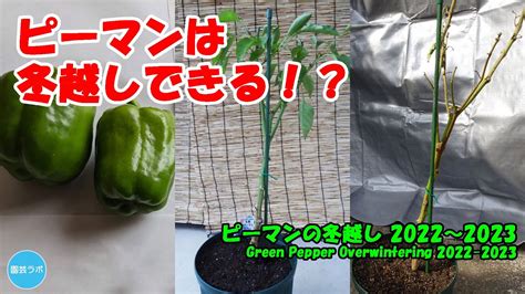 20222023年 ピーマンの冬越し Green Pepper Overwintering 2022 2023 YouTube