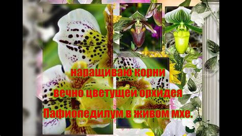 Орхидея Пафиопедилум(венерин башмачок)пересадка в живой мох для ...