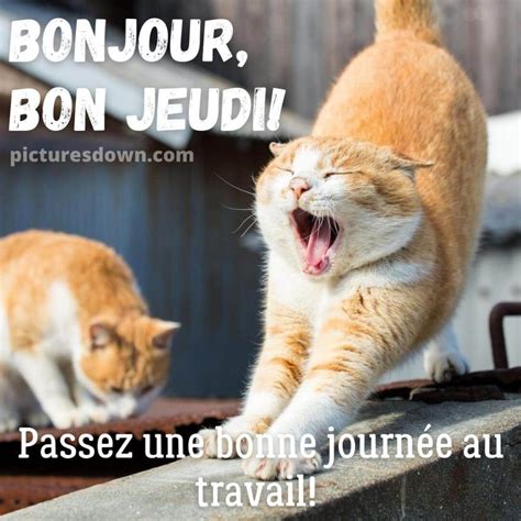 Bon jeudi humour image le chat bâille picturesdown