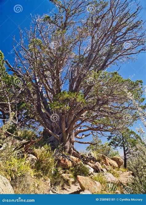 Alligator Juniper Tree on Fatmans Loop Trail in Flagstaff, Arizona