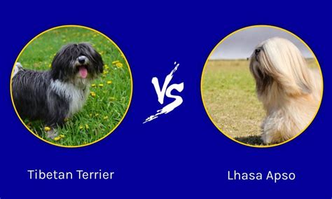 Tibetan Terrier Vs Lhasa Apso What Are Their Differences A Z Animals