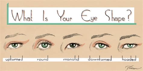 Different Types Of Eye Shapes Names Leopon