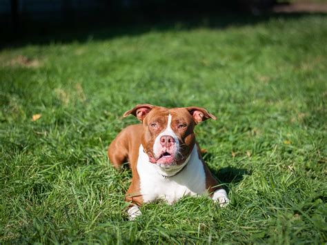 Apagi Hayla Chien X American Staffordshire Terrier La Robe Marron