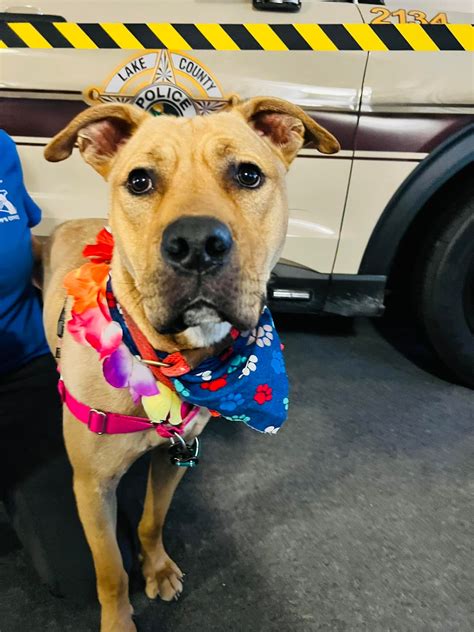 geisen funeral home crown point 7