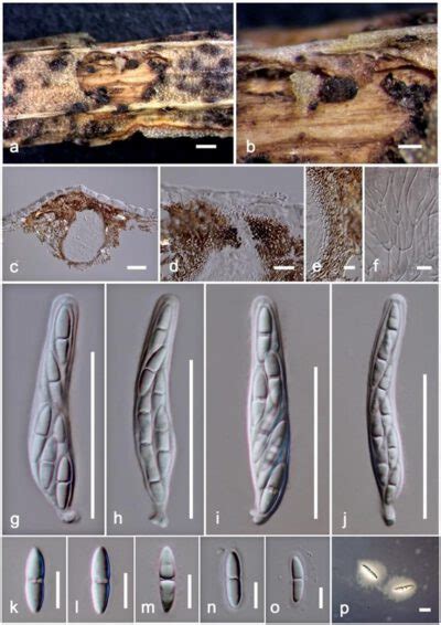 Neomassaria Fabacearum Facesoffungi Number Fof Faces Of Fungi