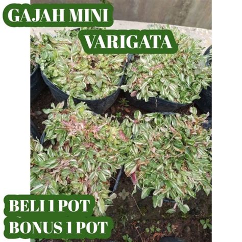 Jual Rumput Gajah Mini Varigata Ukuran Polibag Cm Shopee Indonesia