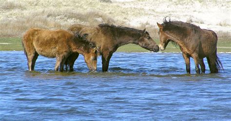 Sable Island's wild horse population weathers Hurricane Fiona - Cottage ...