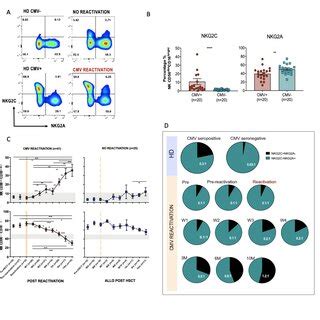 rapid  long term expansion   nkgcnkga nk cell subset