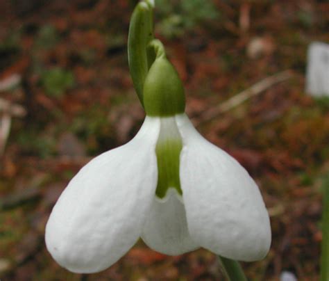 Виды подснежников: фото и описание