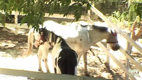 Lucy Thai Sex Porn Videos XHamster