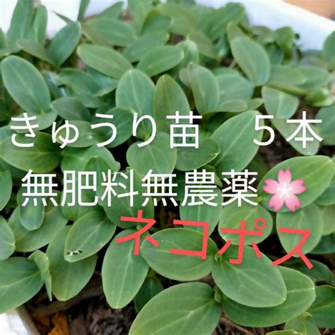 hachis shop