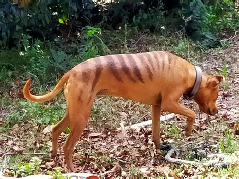 A dog painted to look like a Thylacine : r/mildlyinteresting