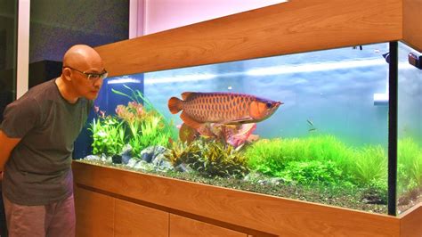 arowana fish tank setup