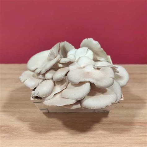 Pleurotes Bio G Penrose P Tits Poids Carottes