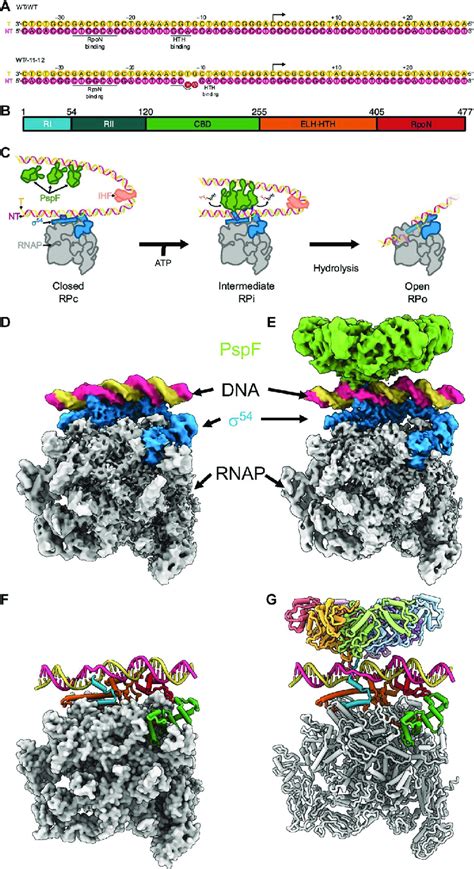 Cryo Em Structures Of Closed And Intermediate Complexes Of Rnap σ 54