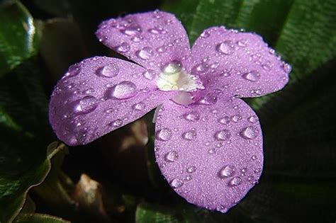 Imagenes Violeta Imagui